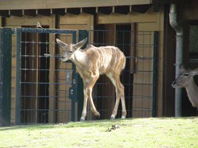 Смотреть фото Большой куду Фото Большой куду