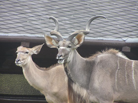 Смотреть фото Большой куду Фото Большой куду