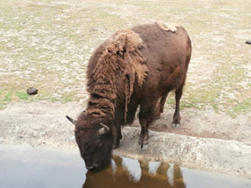 Смотреть фото Зубр Фото Зубр