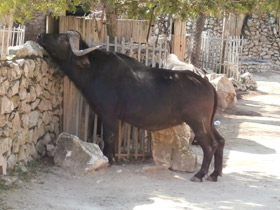 Смотреть фото Самые опасные животные для человека Фото Самые опасные животные для человека