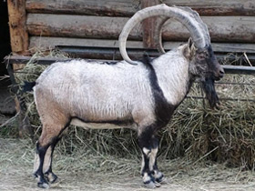 Фото Безоаров козел