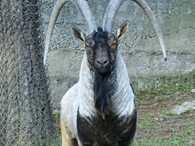 Фото Безоаров козел