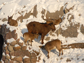 Фото Дагестанский тур