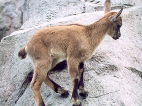 Фото Дагестанский тур