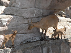 Фото Дагестанский тур