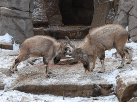 Смотреть фото Винторогий козёл Фото Винторогий козёл