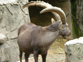 Смотреть фото Самые рогатые животные Фото Самые рогатые животные