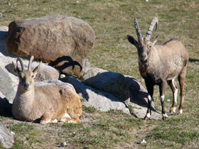 Фото Нубийский горный козел