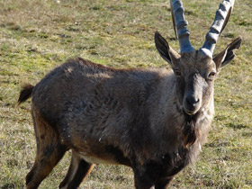 Фото Нубийский горный козел
