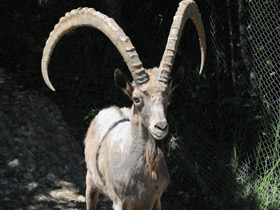 Фото Сибирский горный козел