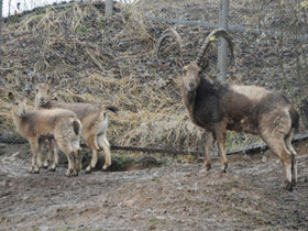 Фото Сибирский горный козел