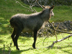 Фото Японский сероу