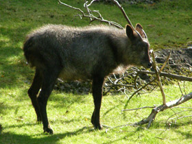 Фото Японский сероу
