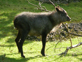 Фото Японский сероу