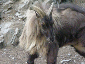 Фото Гималайский тар