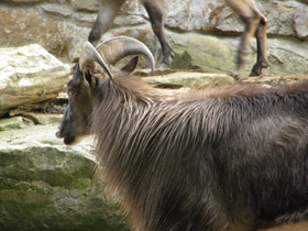 Фото Гималайский тар