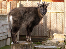 Фото Длиннохвостый горал