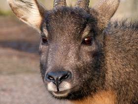 Горал Горал