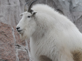Фото Снежная коза