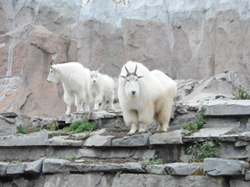 Фото Снежная коза