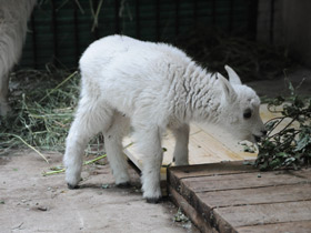 Фото Снежная коза