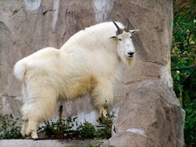 Фото Снежная коза