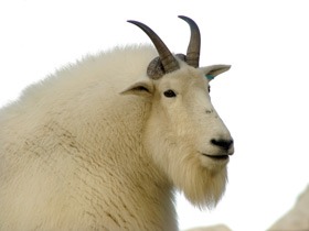 Фото Снежная коза
