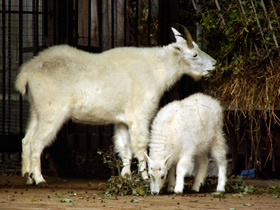 Фото Снежная коза
