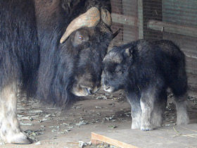 Смотреть фото Овцебык Фото Овцебык