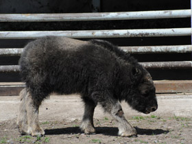 Смотреть фото Овцебык Фото Овцебык