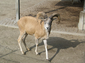 Смотреть фото Архар Фото Архар