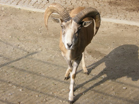 Фото Горный туркменский баран