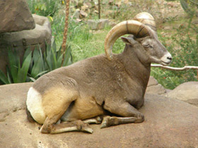 Фото Толсторог