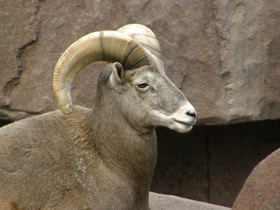 Фото Толсторог