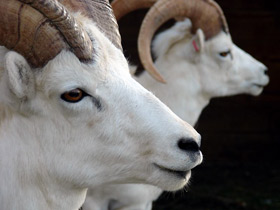 Фото Баран Далла