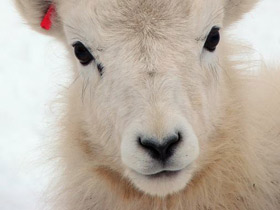 Фото Баран Далла