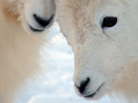 Фото Баран Далла