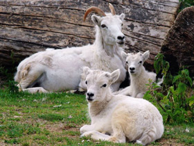 Фото Баран Далла