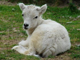 Фото Баран Далла