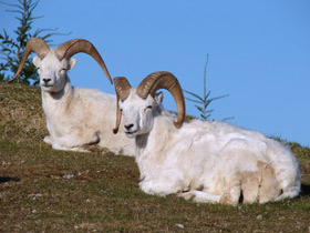 Фото Баран Далла