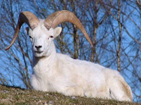 Фото Баран Далла