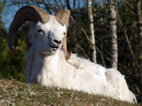 Фото Баран Далла