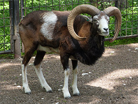 Фото Муфлон