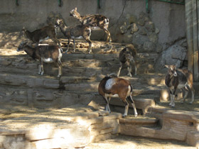 Фото Муфлон