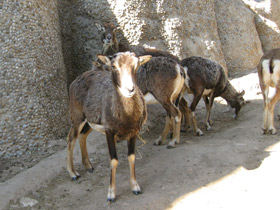 Фото Муфлон