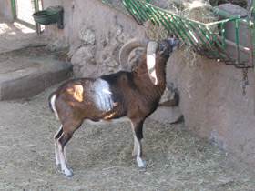 Фото Муфлон