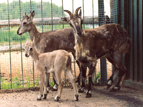 Фото Голубой  баран