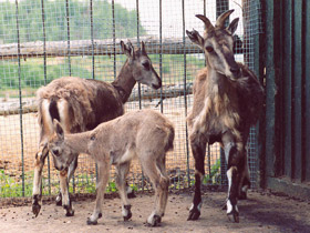 Фото Голубой  баран