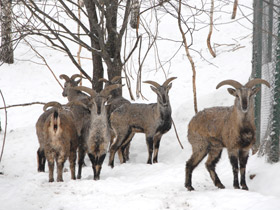Фото Голубой  баран