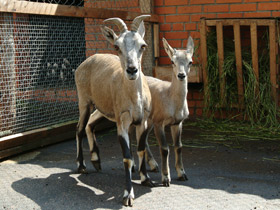 Фото Голубой  баран